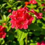 Mirabilis Flowers