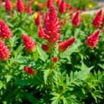 Celosia Flowers