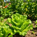 Local Lettuce