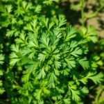 Coriander