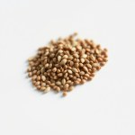 Coriander