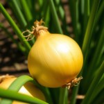 البصل الأصفر Allium cepa