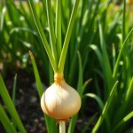 البصل الأصفر Allium cepa