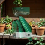 Cucumis sativus Cucumber Seedling