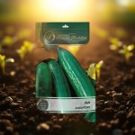Cucumis sativus Cucumber Seedling
