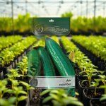 Cucumis sativus Cucumber Seedling