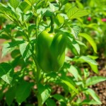 Green Pepper