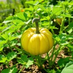 Round Pumpkin (Cucurbita pepo)