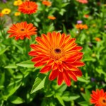 Gazania Flower Seeds - Magical Sunlight for Your Garden