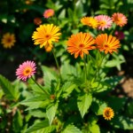 Gazania Flower Seeds - Magical Sunlight for Your Garden
