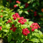 10 Dark Night Red Basil Seeds
