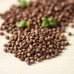 10 Dark Night Red Basil Seeds