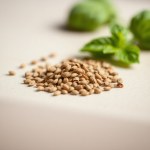 10 Mexican Basil Seeds