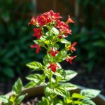 10 Cardinal Basil Seeds
