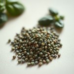 Italian Genovese Basil Seeds