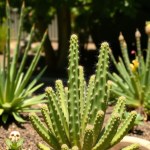 Mixed Cactus Seeds