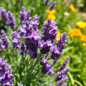 Spanish Lavender F1 Seeds