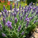Spanish Lavender F1 Seeds