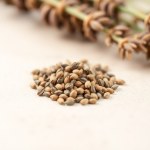 Spanish Lavender F1 Seeds