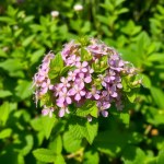 Wild Persian Mint Seeds