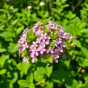 Wild Persian Mint Seeds