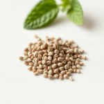 Wild Persian Mint Seeds