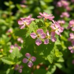 Saudi Mint Seeds