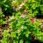 Saudi Mint Seeds