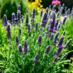 English Lavender F1 Seeds