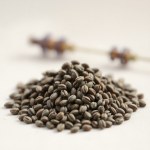 English Lavender F1 Seeds