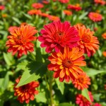 Zinnia F1 Seeds