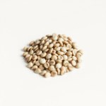 Zinnia F1 Seeds
