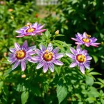 Passion Flower Seeds (Passiflora)