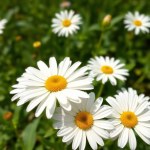 English Daisy Seeds (Bellis perennis)