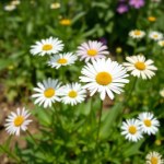 English Daisy Seeds (Bellis perennis)