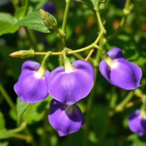 Blue Tea Seeds 10 Seeds Fast Growing Climbing
