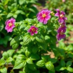 Italian Basil Seeds F1 Imported 10 Seeds