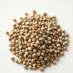 Italian Basil Seeds F1 Imported 10 Seeds