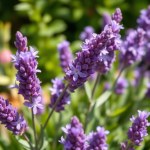 Lavender Seeds 100 Seeds