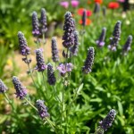 Lavender Seeds 100 Seeds