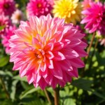 F1 Imported Dalia Mix Color 10 Seeds
