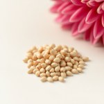 F1 Imported Dalia Mix Color 10 Seeds