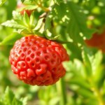 Kokia (Angel's Broom) Seeds for Home Gardening