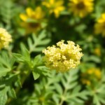 Helichrysum Flower Seeds