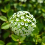Gypsophila (Baby's Breath) Seeds
