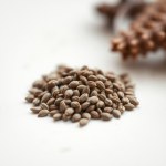 Red Salvia Seeds