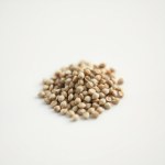 Larkspur Seeds