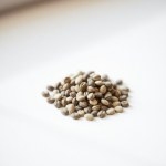 Petunia Seeds