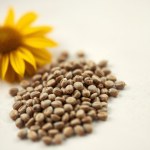 Rudbeckia Seeds