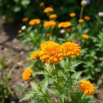 Dimorphotheca Gold Seeds